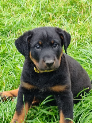 CHIOT femelle jaune