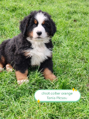 CHIOT mâle colier orange