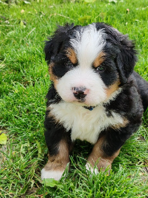 CHIOT collier bleu