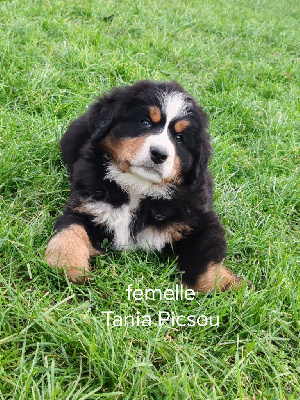 CHIOT femelle 