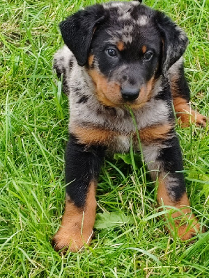 CHIOT vert Arlequin 