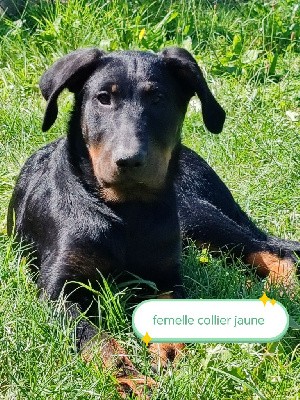 CHIOT femelle jaune