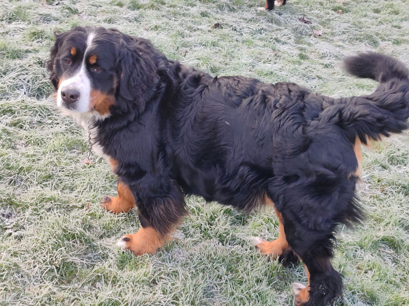 Upette Du Pays D'auge Fleury