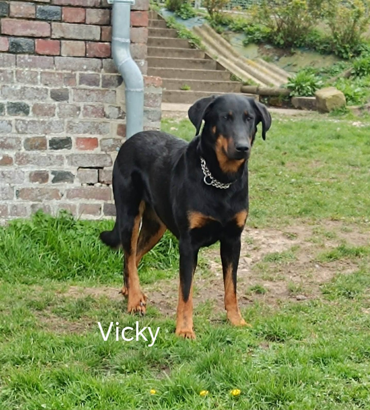 Vicky Du Pays D'auge Fleury