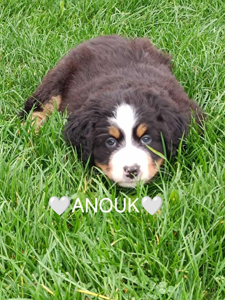 Anouk 