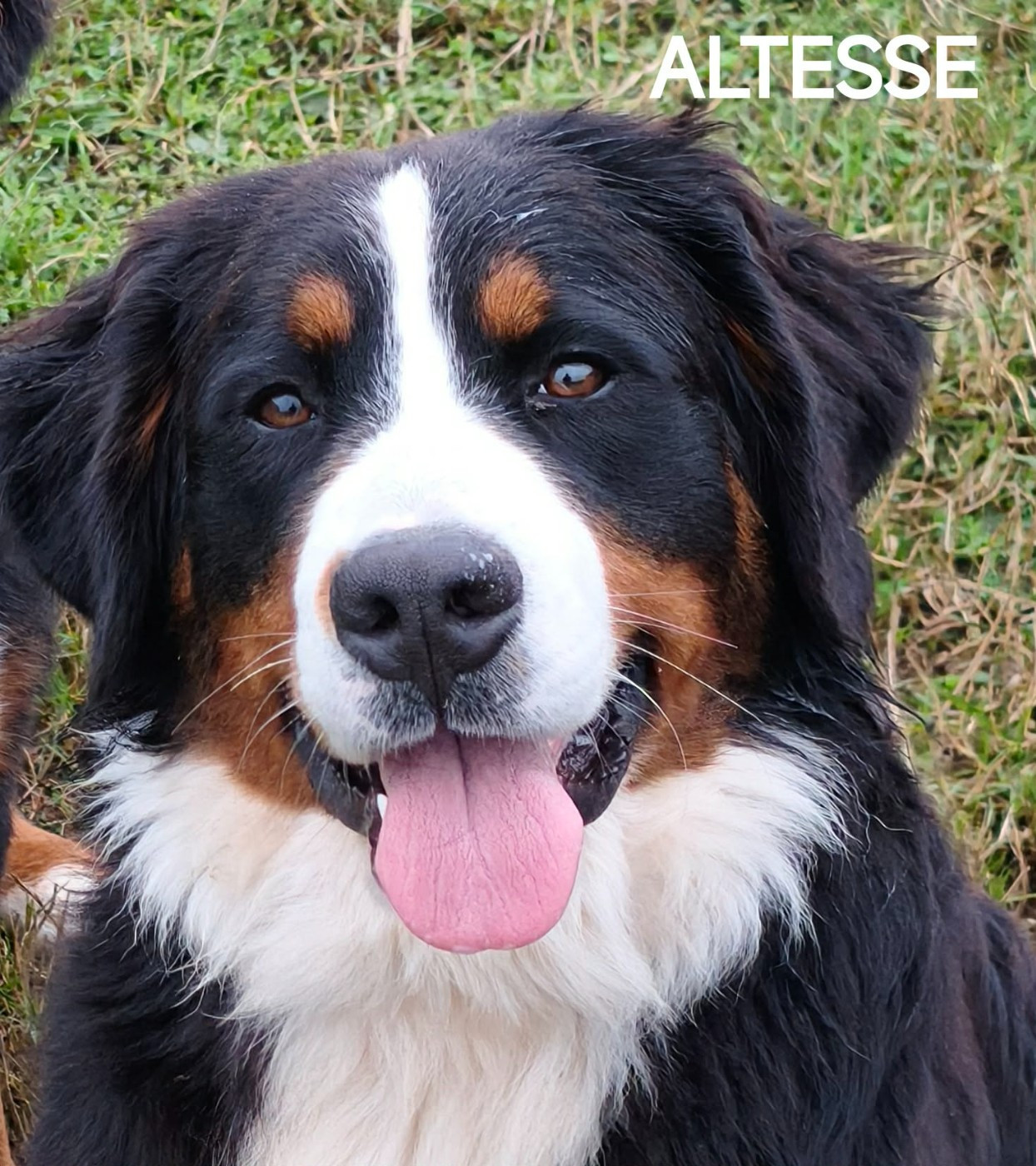 Altesse 