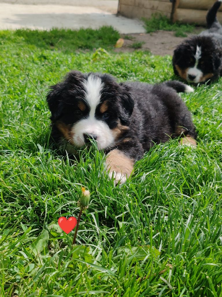 Du Pays D'auge Fleury - Chiots disponibles - Bouvier Bernois