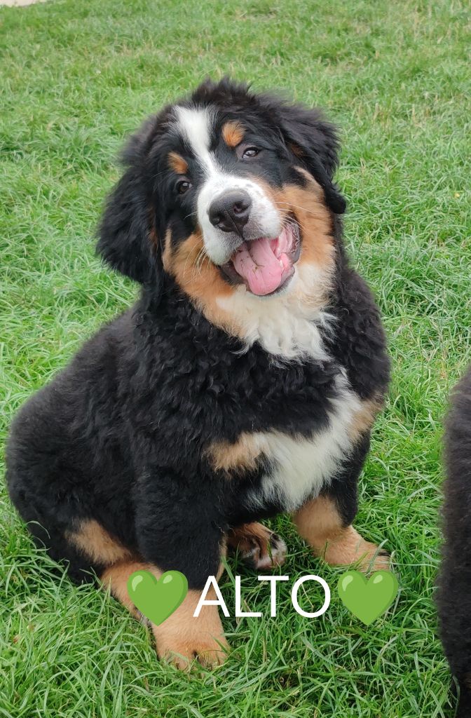 Du Pays D'auge Fleury - Chiots disponibles - Bouvier Bernois