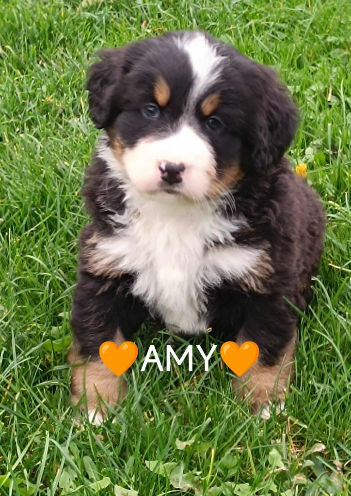 Du Pays D'auge Fleury - Chiots disponibles - Bouvier Bernois