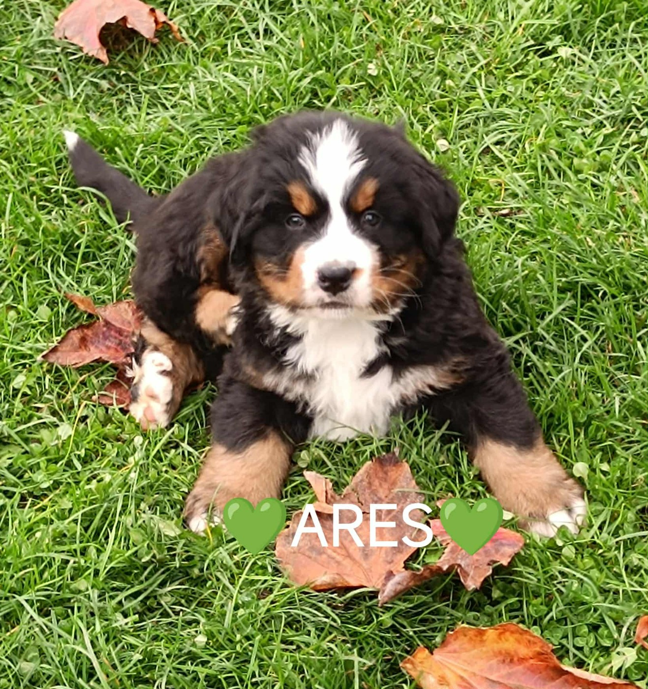 Du Pays D'auge Fleury - Chiots disponibles - Bouvier Bernois