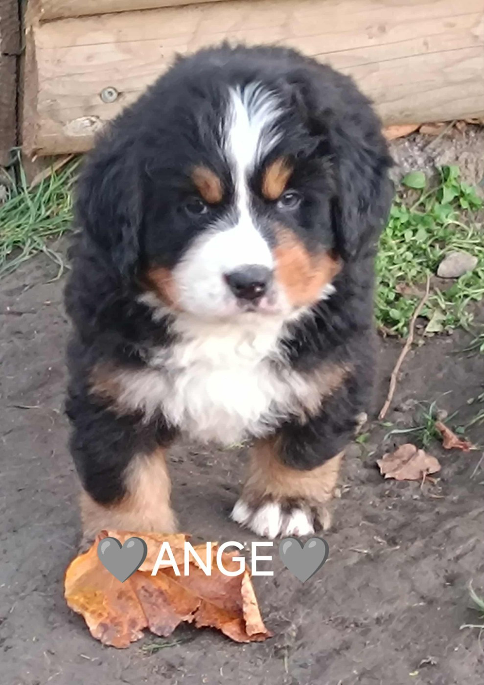 Du Pays D'auge Fleury - Chiots disponibles - Bouvier Bernois