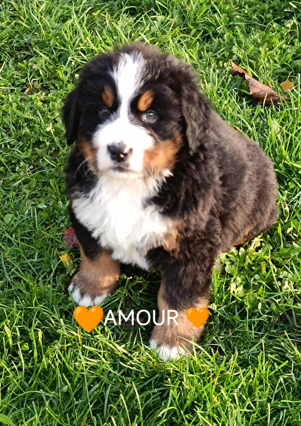 Du Pays D'auge Fleury - Chiots disponibles - Bouvier Bernois