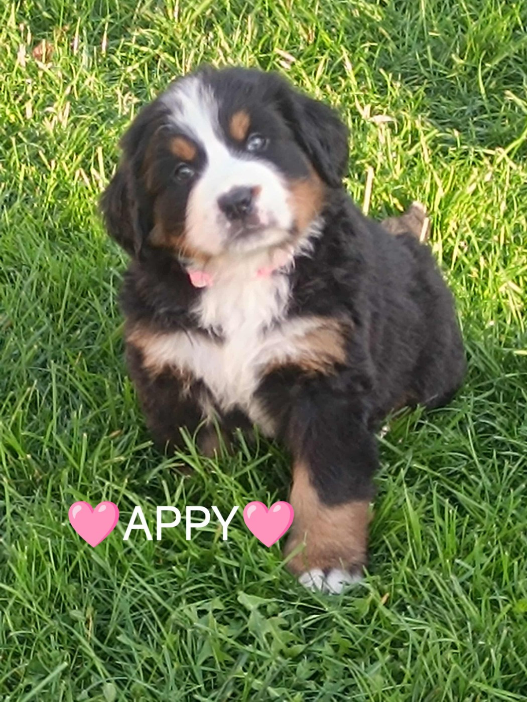 Du Pays D'auge Fleury - Chiots disponibles - Bouvier Bernois