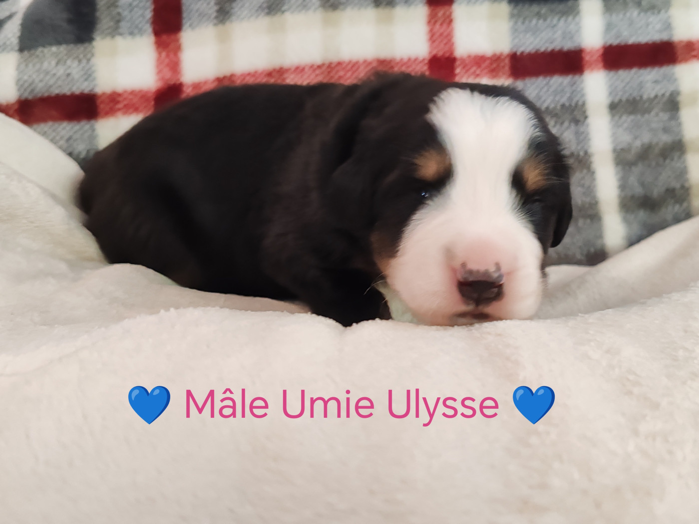 Du Pays D'auge Fleury - Chiots disponibles - Bouvier Bernois