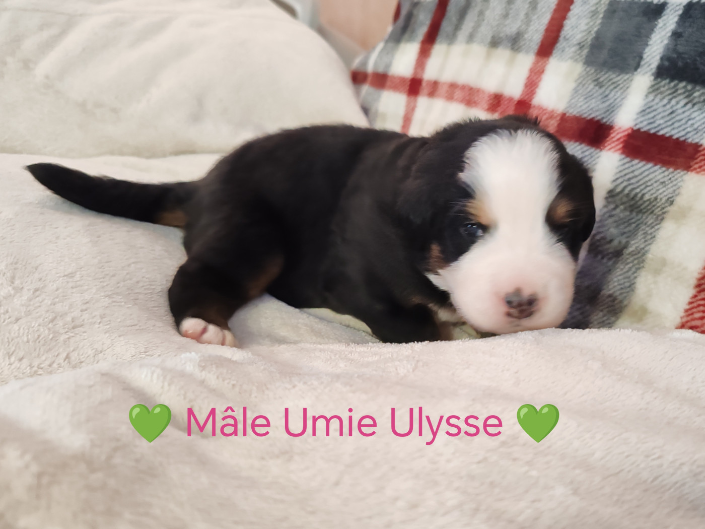 Du Pays D'auge Fleury - Chiots disponibles - Bouvier Bernois