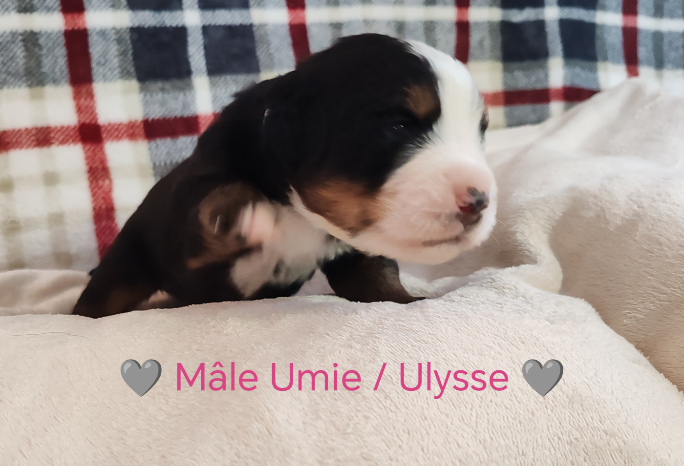Du Pays D'auge Fleury - Chiots disponibles - Bouvier Bernois