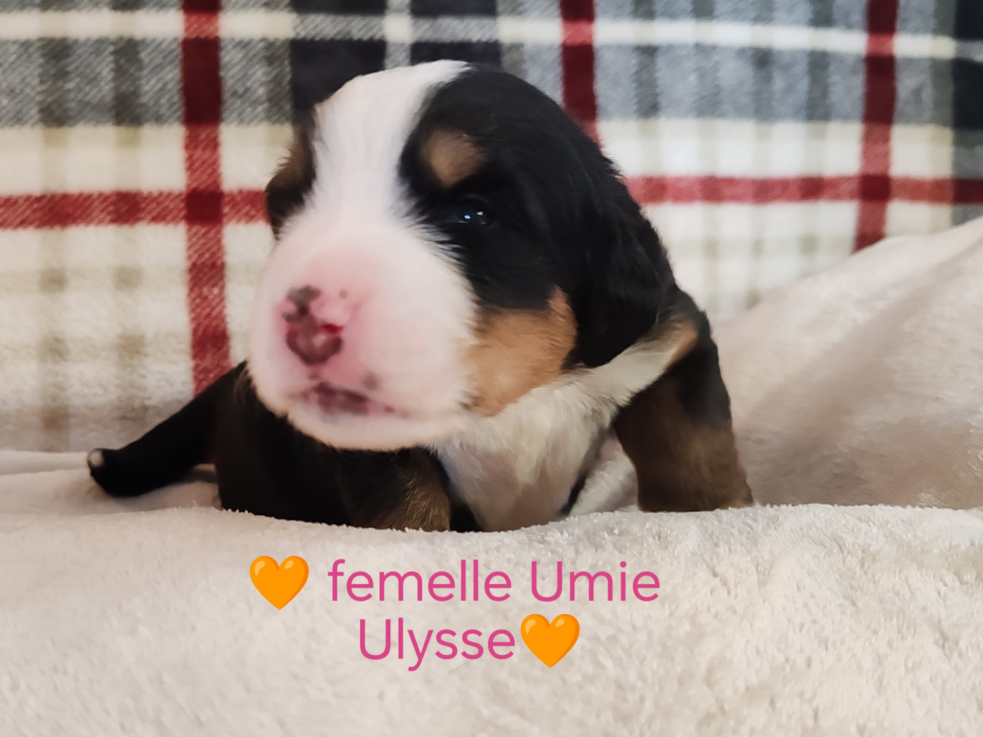 Du Pays D'auge Fleury - Chiots disponibles - Bouvier Bernois