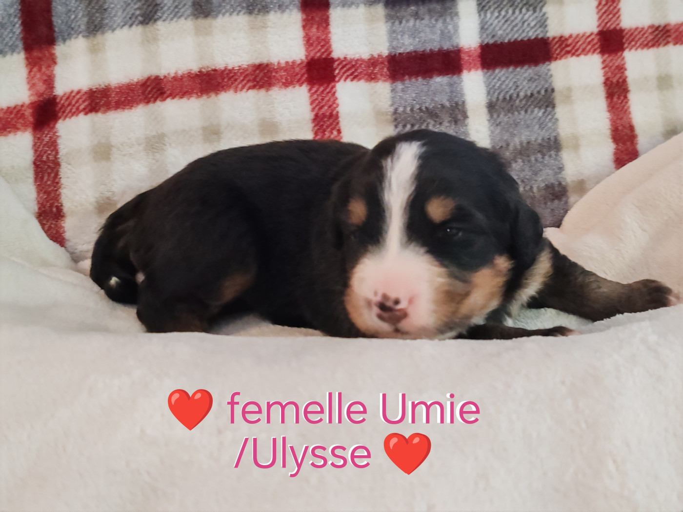 Du Pays D'auge Fleury - Chiots disponibles - Bouvier Bernois
