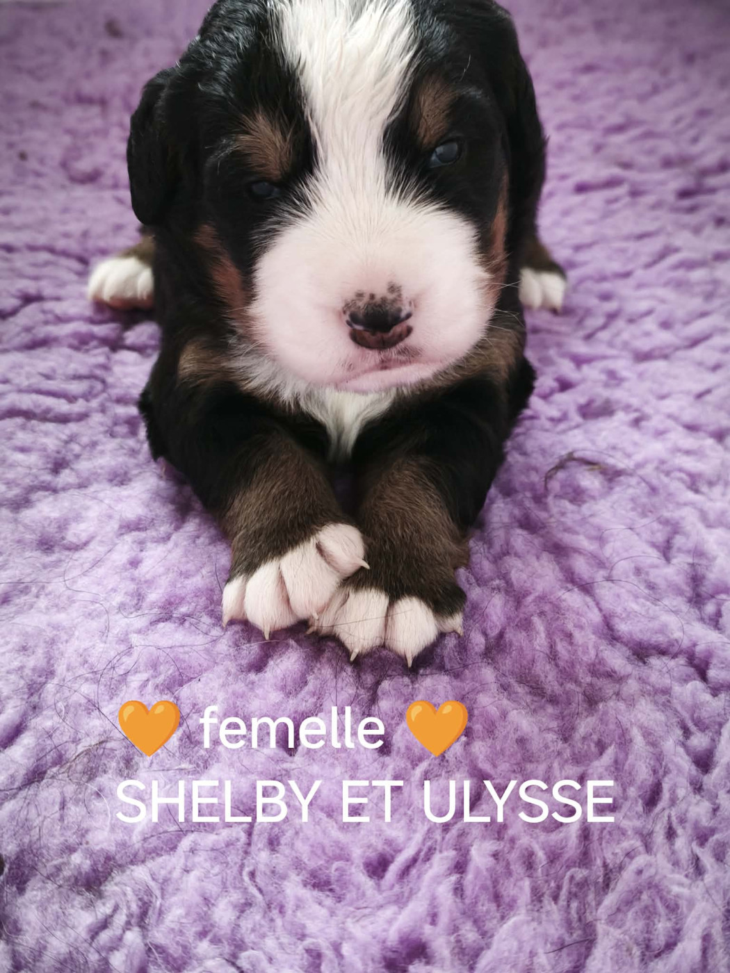 Du Pays D'auge Fleury - Chiots disponibles - Bouvier Bernois