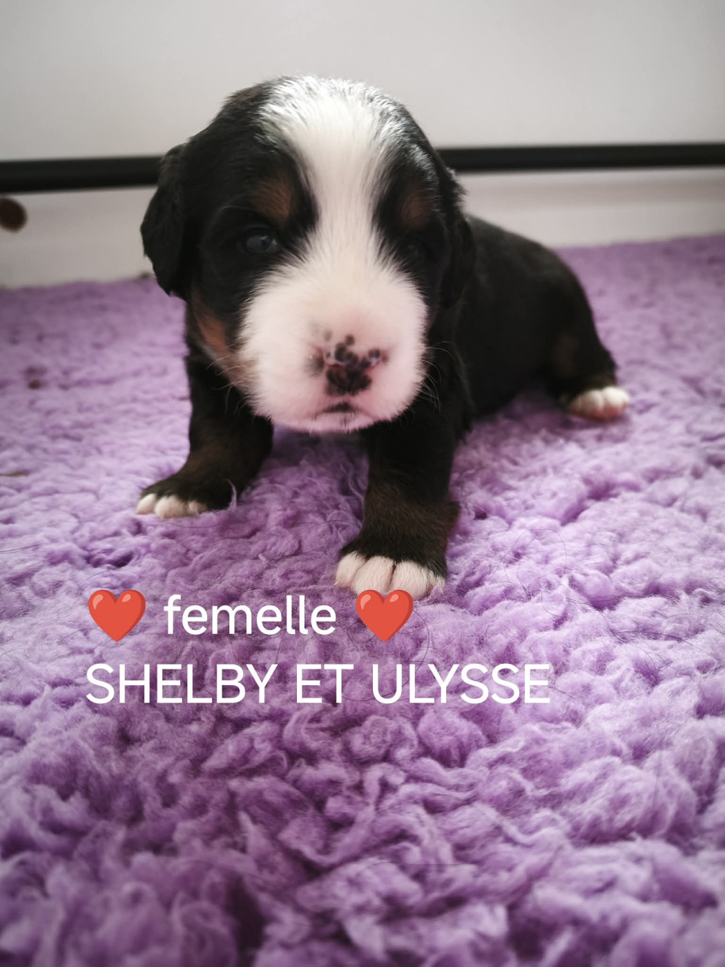 Du Pays D'auge Fleury - Chiots disponibles - Bouvier Bernois