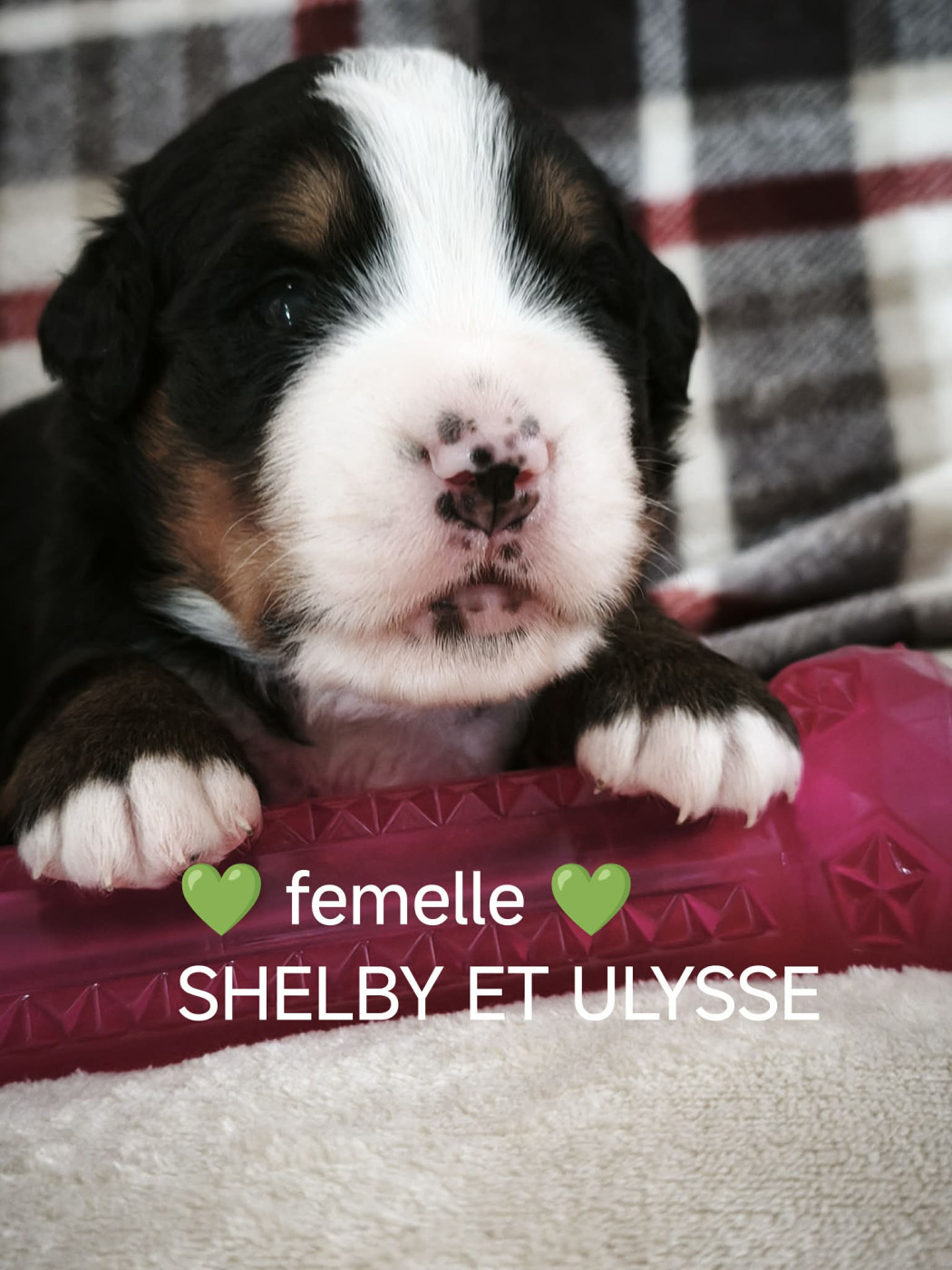 Du Pays D'auge Fleury - Chiots disponibles - Bouvier Bernois