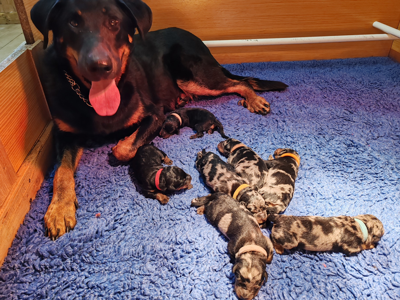 Chiot Berger de Beauce Du Pays D'auge Fleury
