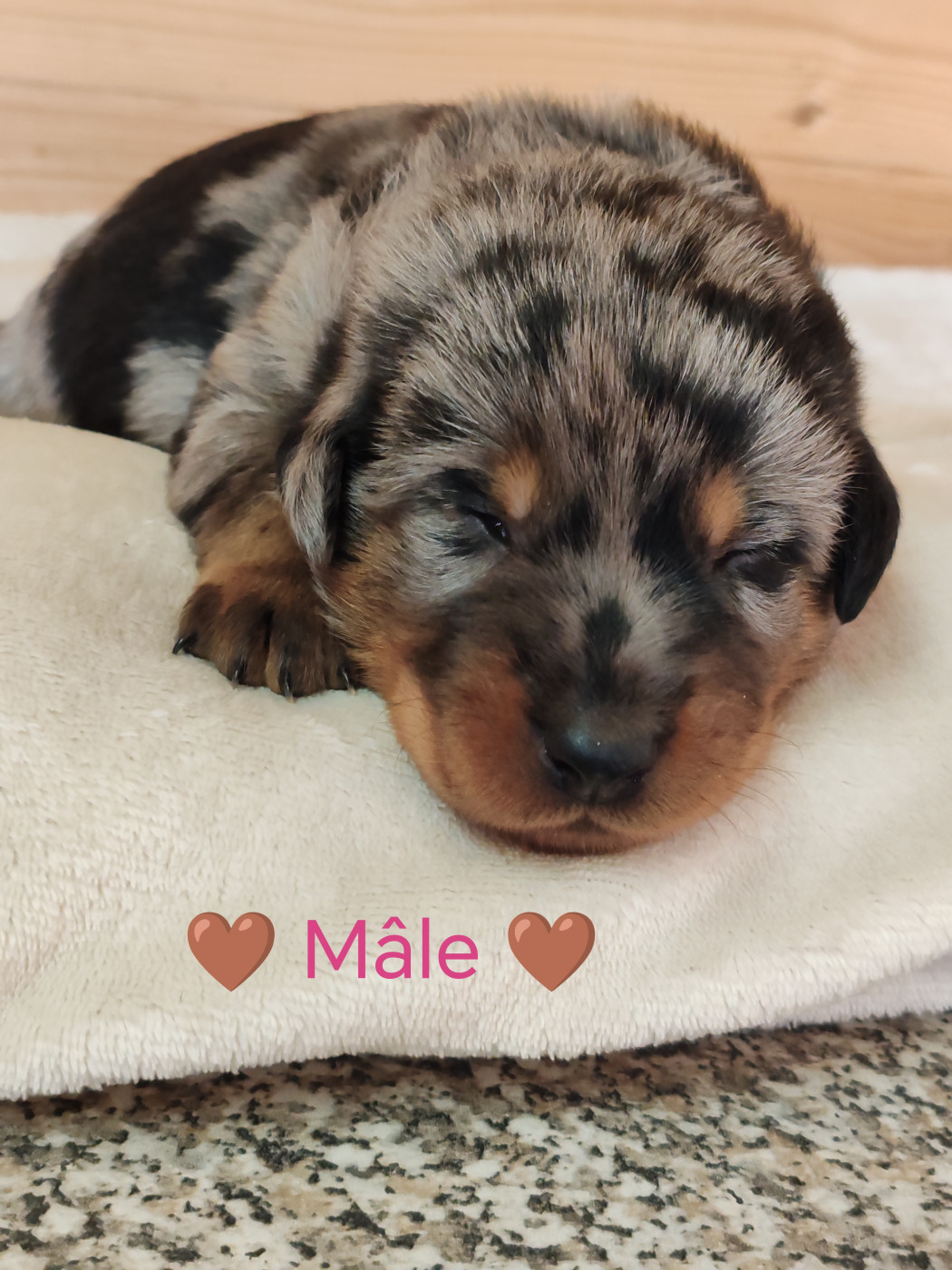Du Pays D'auge Fleury - Chiots disponibles - Berger de Beauce