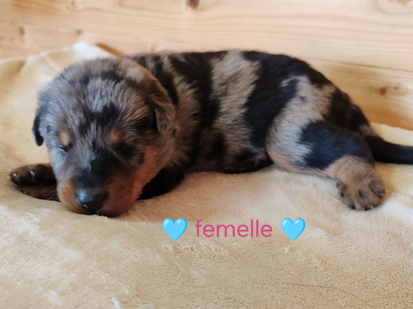 Du Pays D'auge Fleury - Chiots disponibles - Berger de Beauce