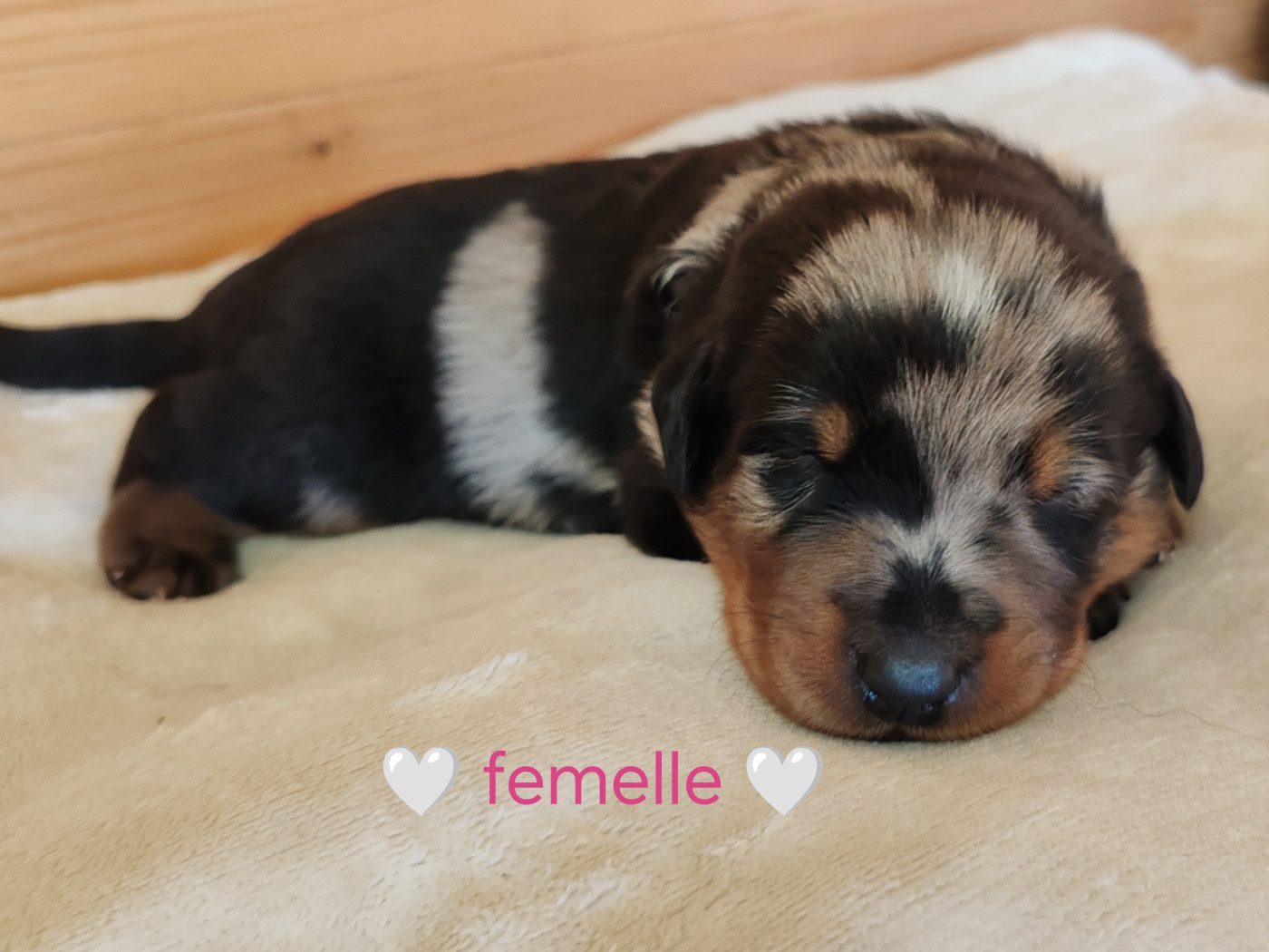 Du Pays D'auge Fleury - Chiots disponibles - Berger de Beauce