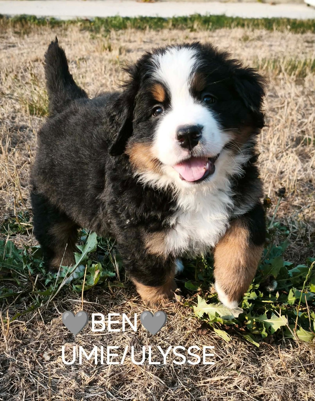Du Pays D'auge Fleury - Chiots disponibles - Bouvier Bernois