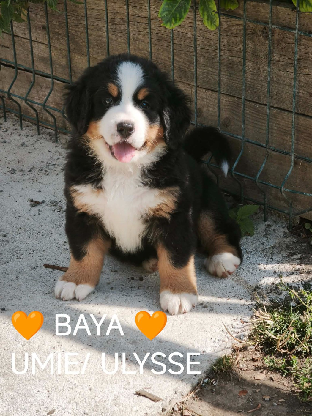 Du Pays D'auge Fleury - Chiots disponibles - Bouvier Bernois
