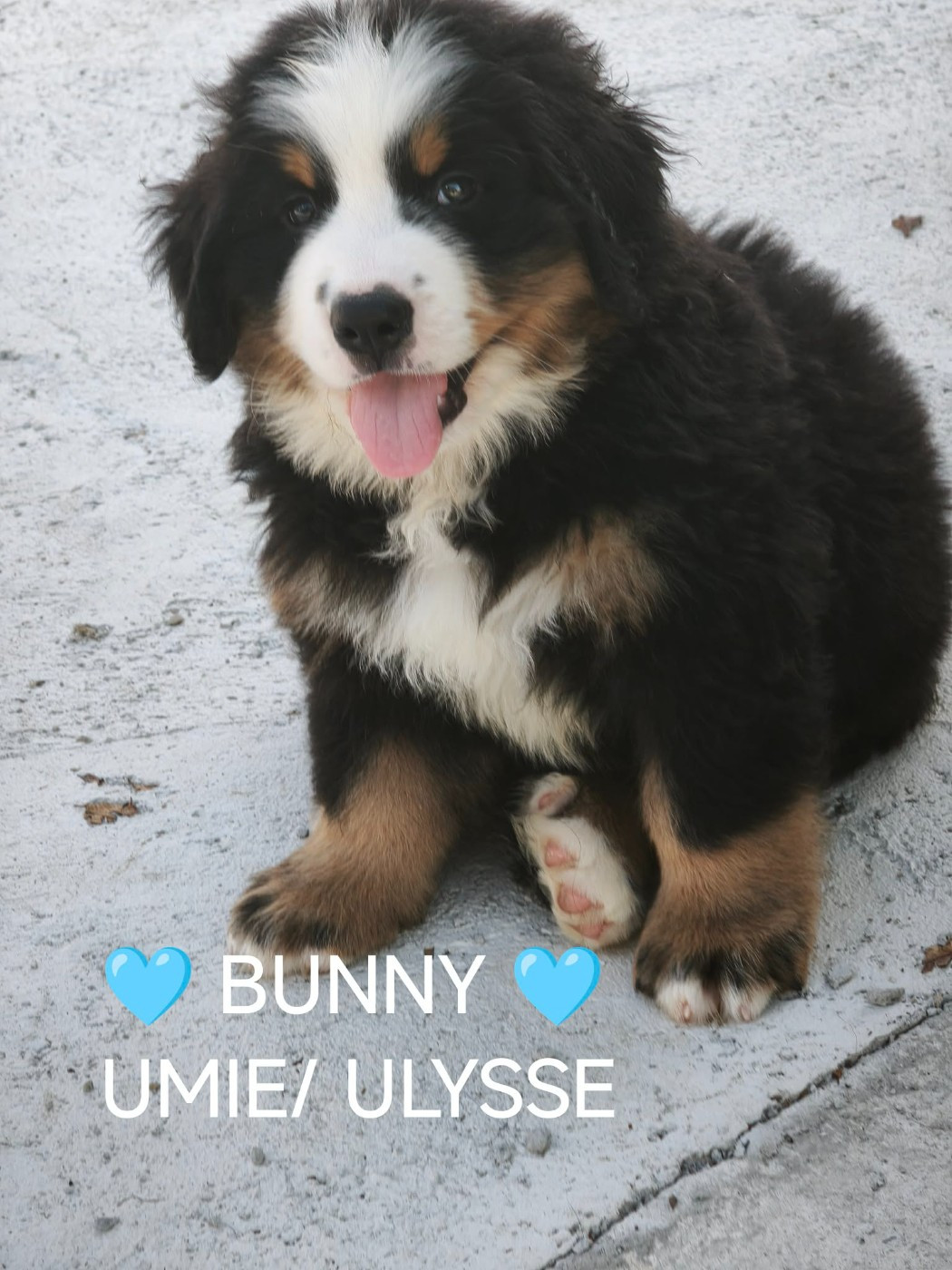 Du Pays D'auge Fleury - Chiots disponibles - Bouvier Bernois