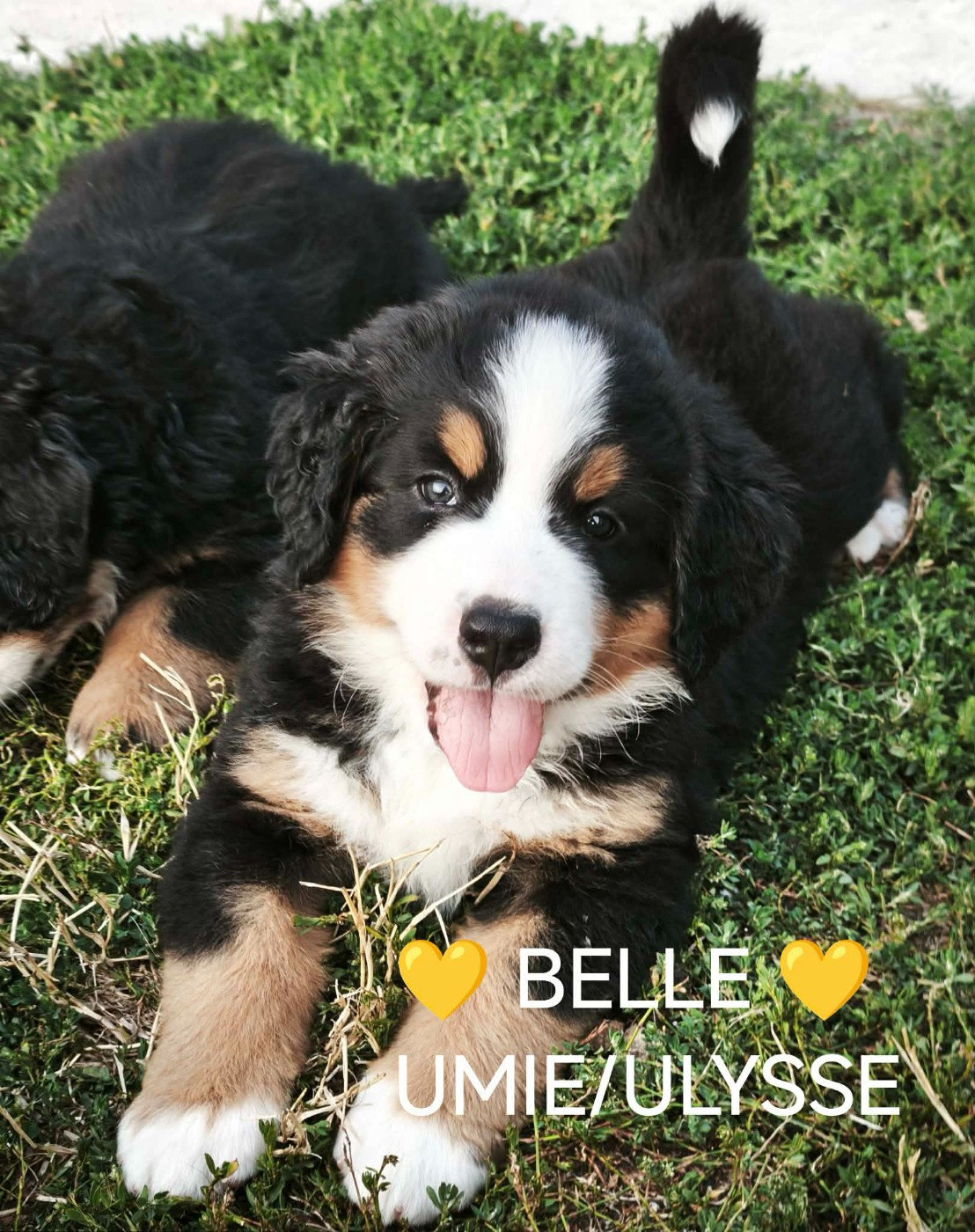 Du Pays D'auge Fleury - Chiots disponibles - Bouvier Bernois