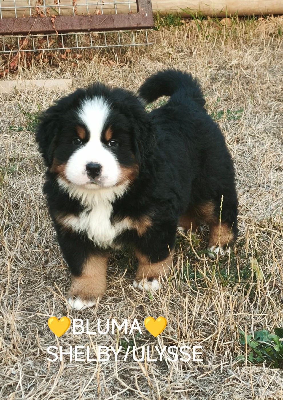 Du Pays D'auge Fleury - Chiots disponibles - Bouvier Bernois