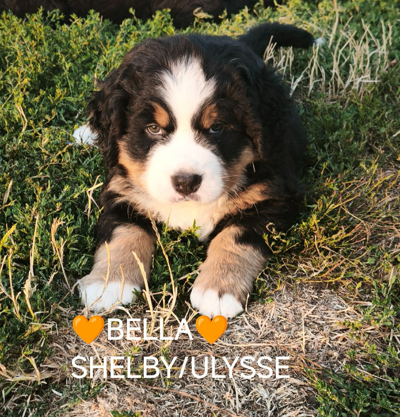 Du Pays D'auge Fleury - Chiots disponibles - Bouvier Bernois