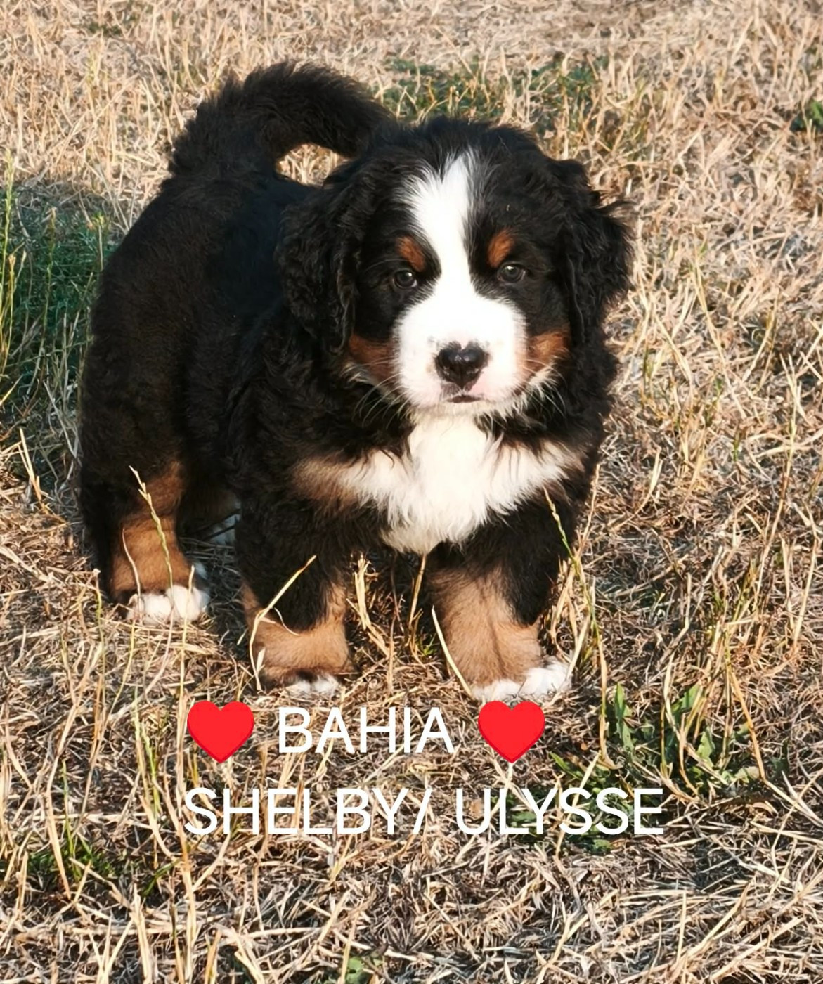 Du Pays D'auge Fleury - Chiots disponibles - Bouvier Bernois