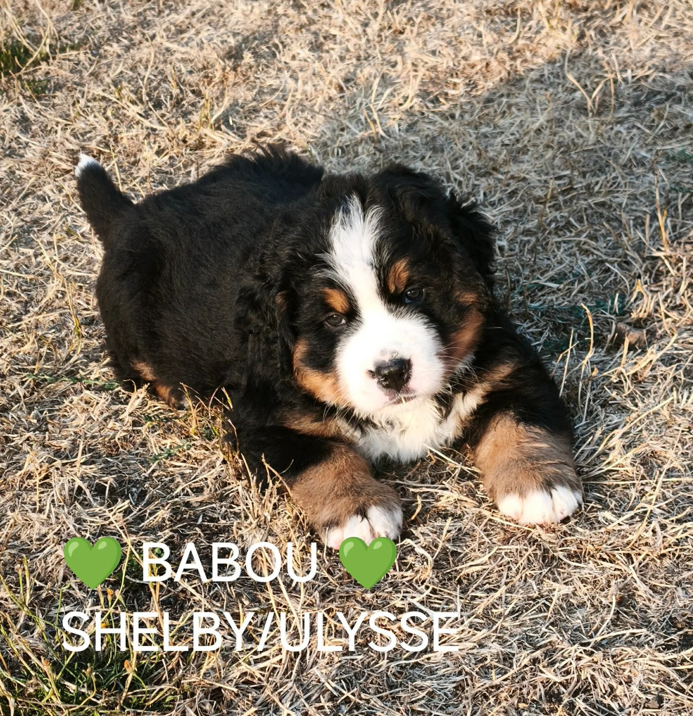 Du Pays D'auge Fleury - Chiots disponibles - Bouvier Bernois