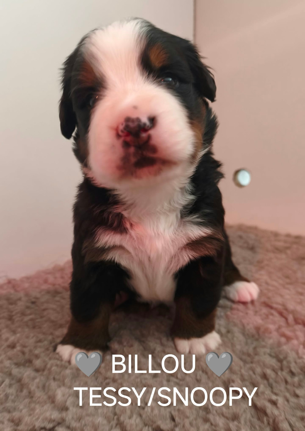 Du Pays D'auge Fleury - Chiots disponibles - Bouvier Bernois