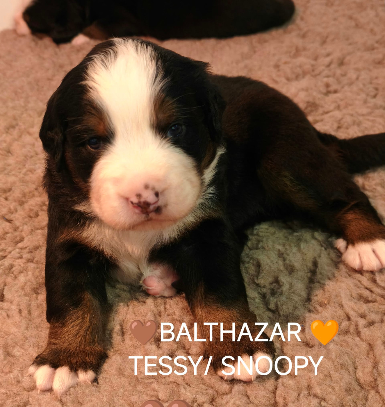 Du Pays D'auge Fleury - Chiots disponibles - Bouvier Bernois
