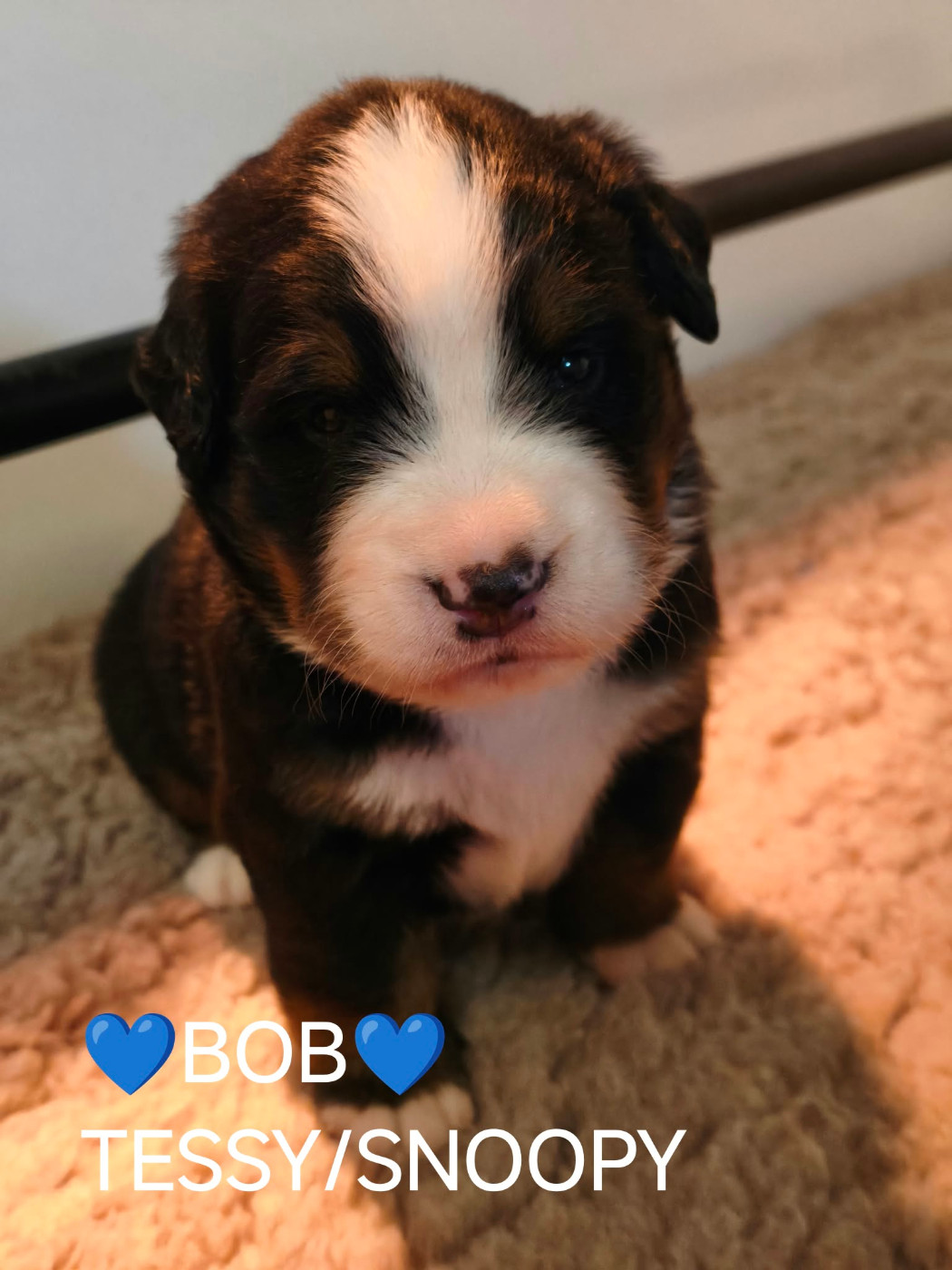 Du Pays D'auge Fleury - Chiots disponibles - Bouvier Bernois