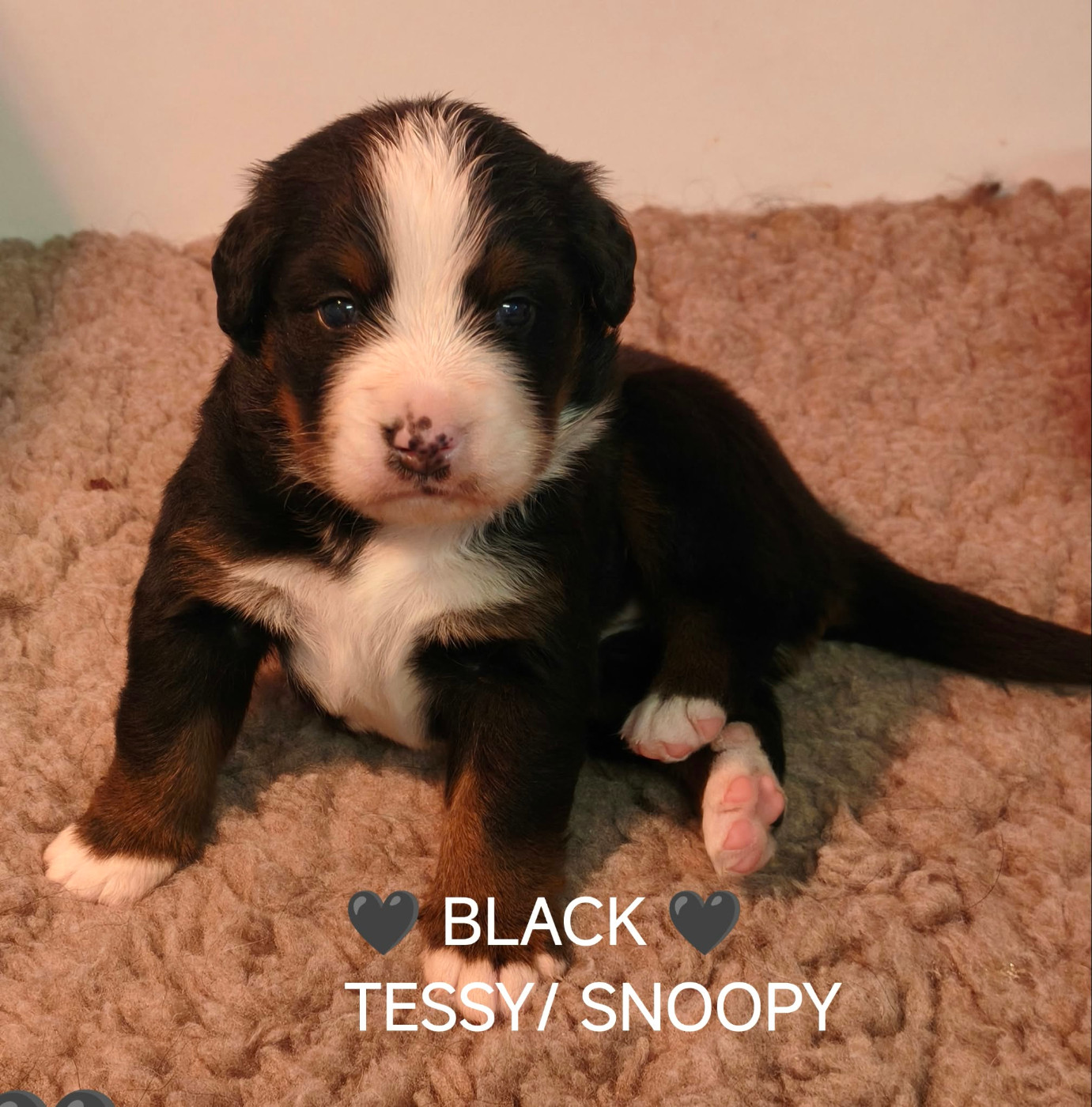 Du Pays D'auge Fleury - Chiots disponibles - Bouvier Bernois