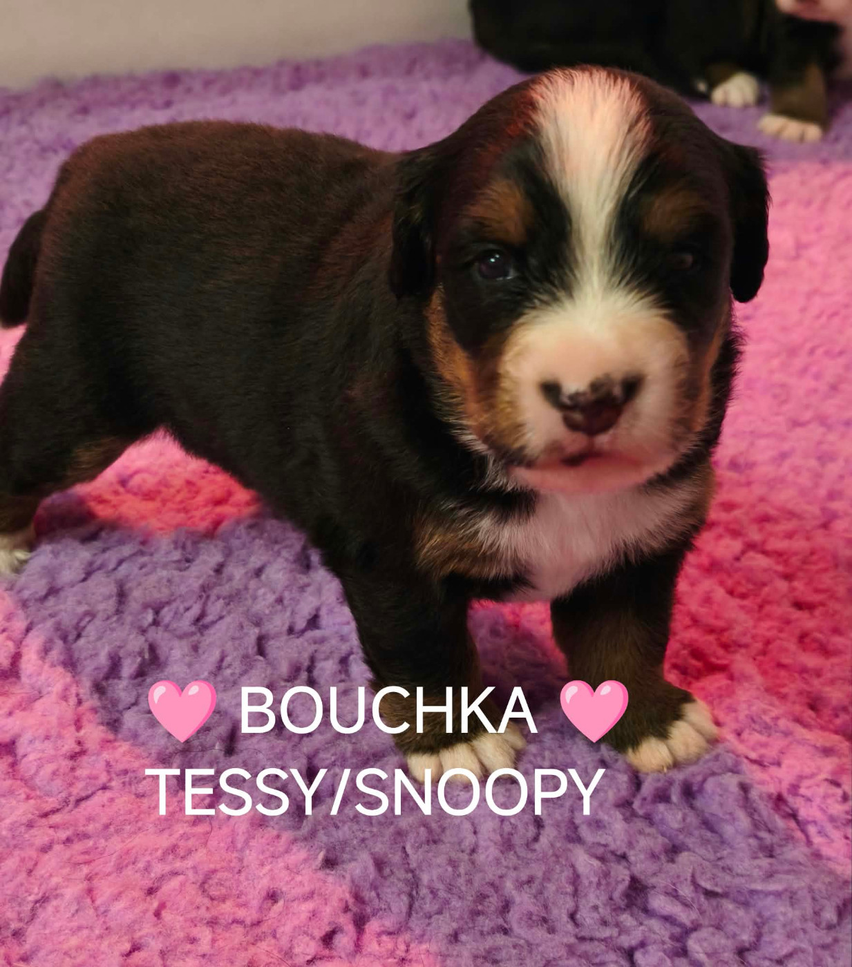 Du Pays D'auge Fleury - Chiots disponibles - Bouvier Bernois