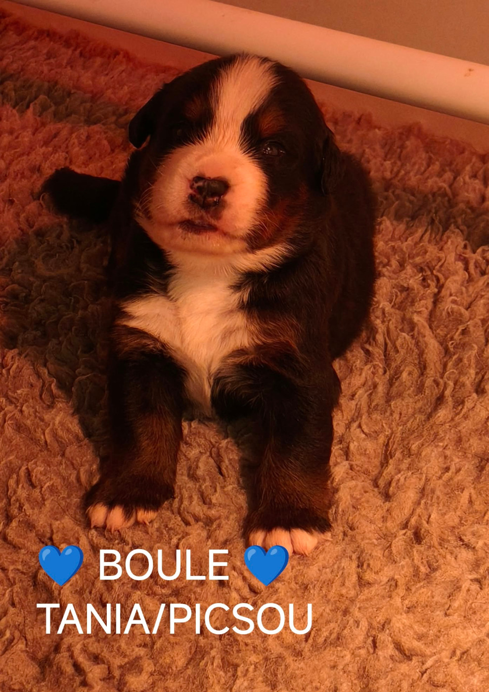 Du Pays D'auge Fleury - Chiots disponibles - Bouvier Bernois