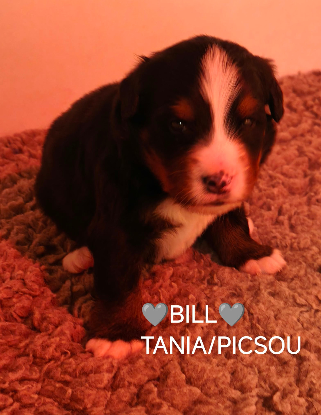 Du Pays D'auge Fleury - Chiots disponibles - Bouvier Bernois