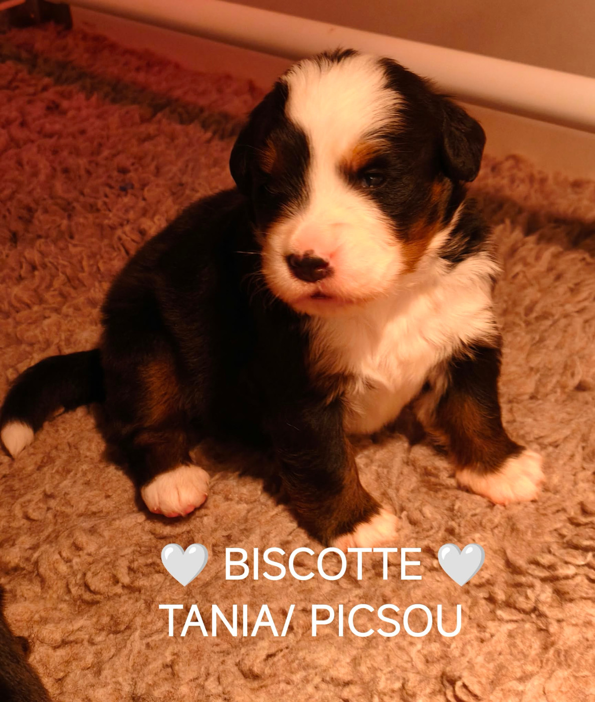 Du Pays D'auge Fleury - Chiots disponibles - Bouvier Bernois