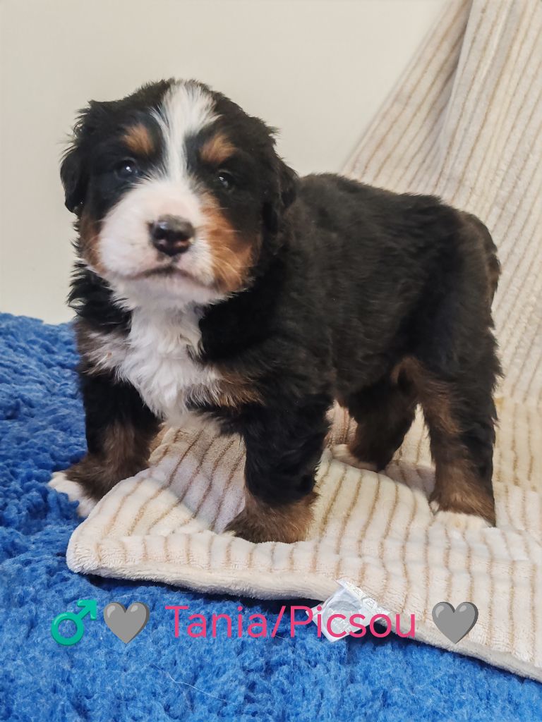 Du Pays D'auge Fleury - Chiots disponibles - Bouvier Bernois