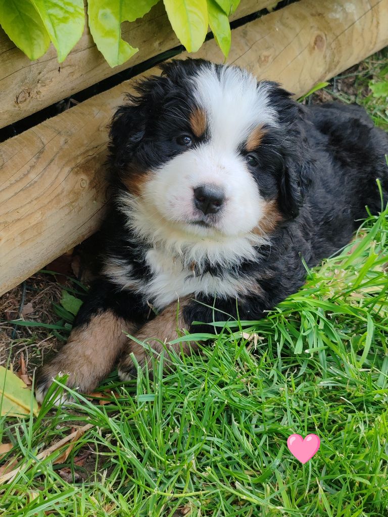 Du Pays D'auge Fleury - Chiots disponibles - Bouvier Bernois