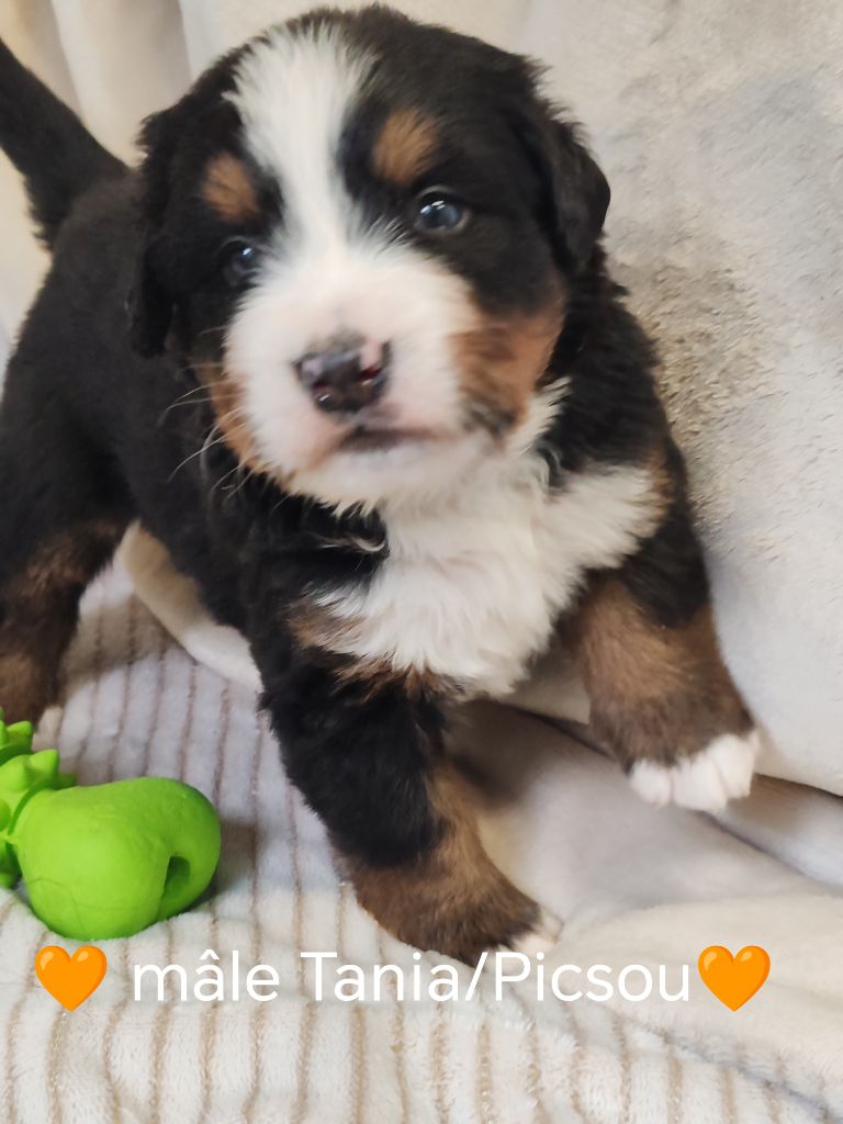 Du Pays D'auge Fleury - Chiots disponibles - Bouvier Bernois