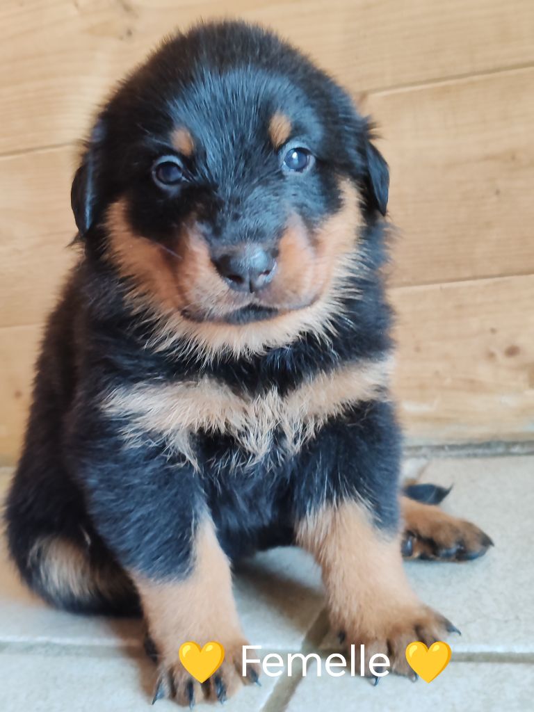 Du Pays D'auge Fleury - Chiots disponibles - Berger de Beauce