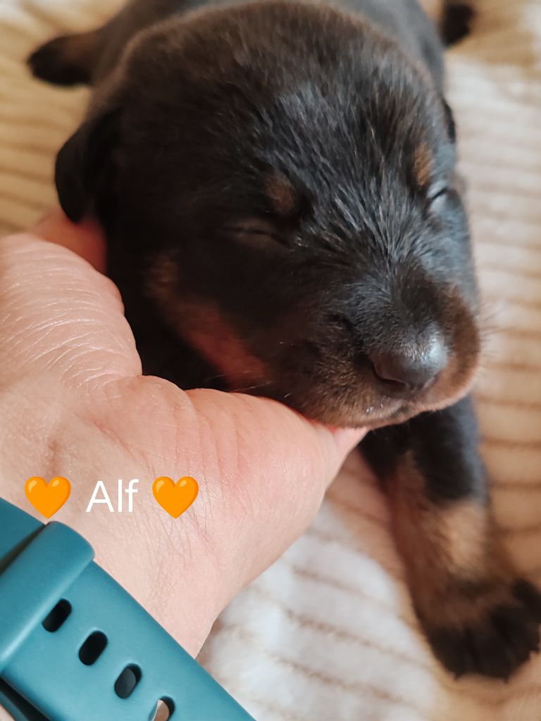 Du Pays D'auge Fleury - Chiots disponibles - Berger de Beauce